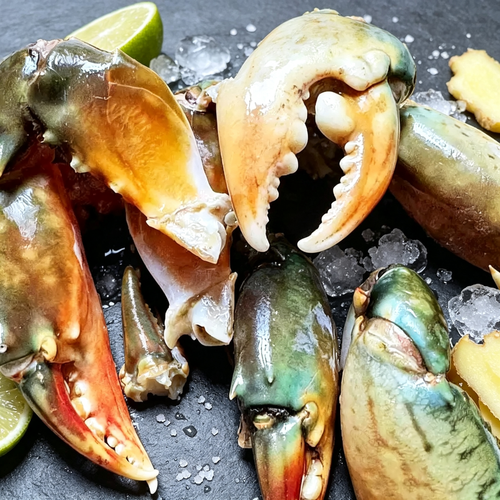 Mud Crab