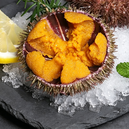 Fresh Sea Urchin